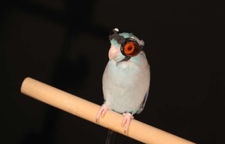 Illustration for article titled There's nothing to see here. Just a bird with goggles flying through a field of lasers.